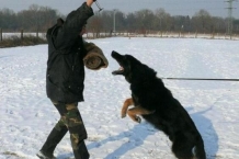 德国牧羊犬之东德，全黑色的东德捷克深狼青真漂亮