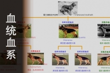 德牧血统血系